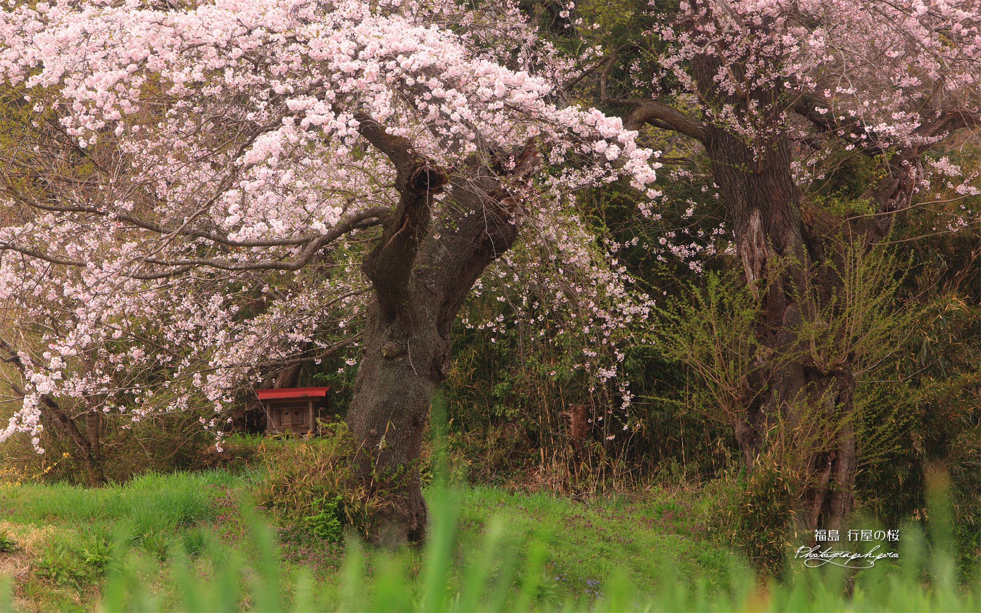 行屋の桜