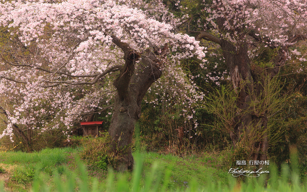 行屋の桜 壁紙