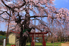西郷の夫婦桜