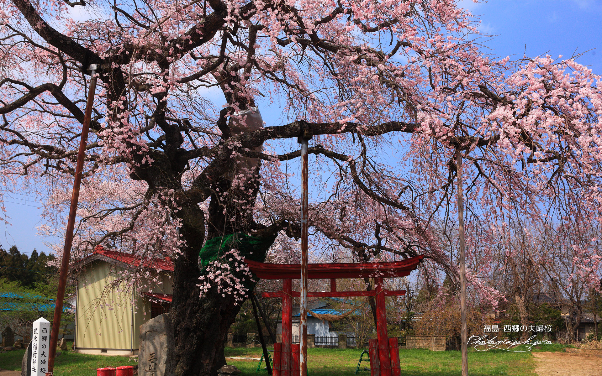 西郷の夫婦桜