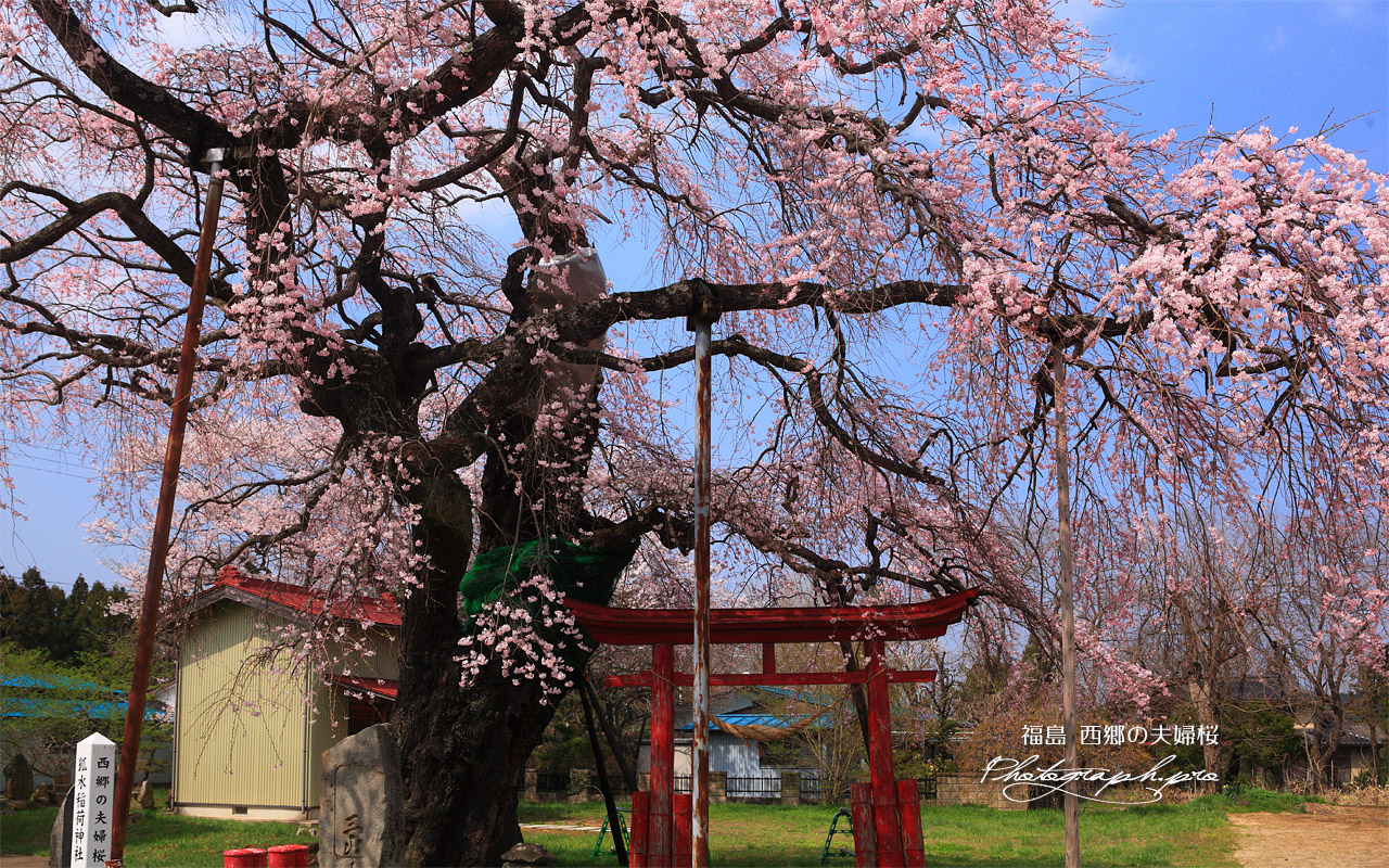 西郷の夫婦桜 壁紙