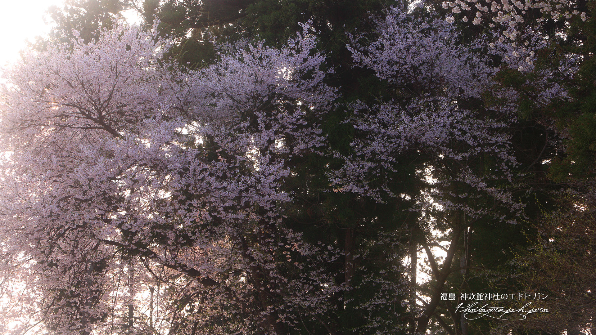 神炊館神社の江戸彼岸桜