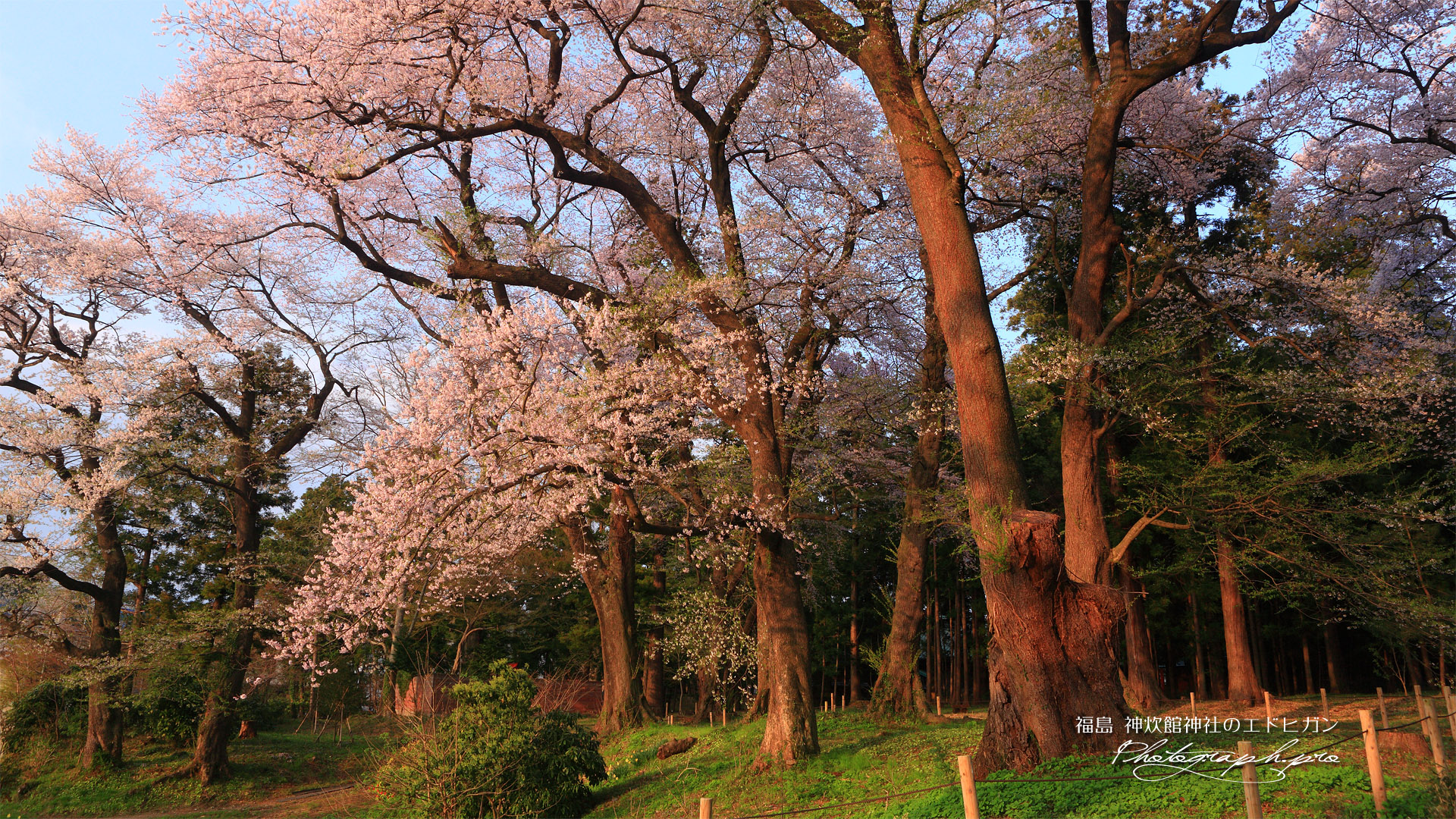 お諏訪の社エドヒガン桜