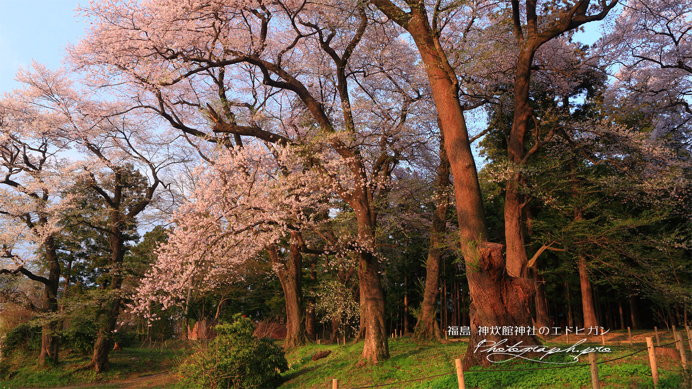 お諏訪の社エドヒガン桜 壁紙