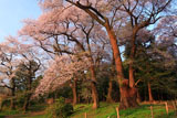 お諏訪の社エドヒガン桜