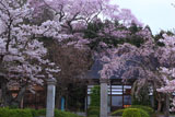 永禄寺の桜 桜坂のサクラたち