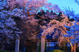 永禄寺の桜 ライトアップ