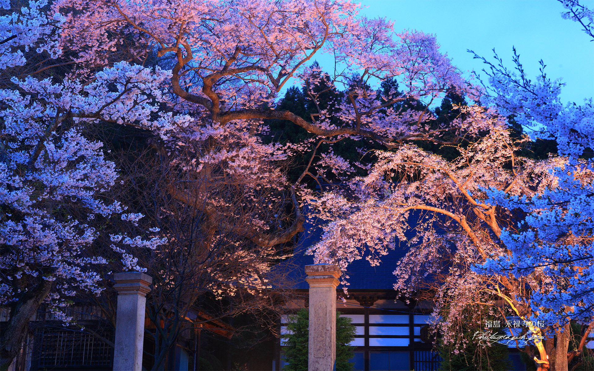 永禄寺の桜 ライトアップ