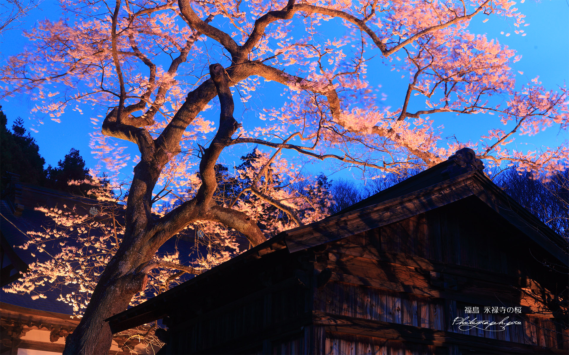 永禄寺の桜 江戸彼岸桜