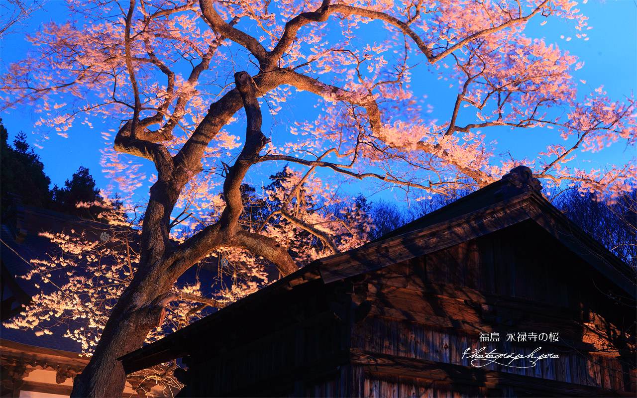 永禄寺の桜 江戸彼岸桜 壁紙