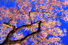 永禄寺の桜