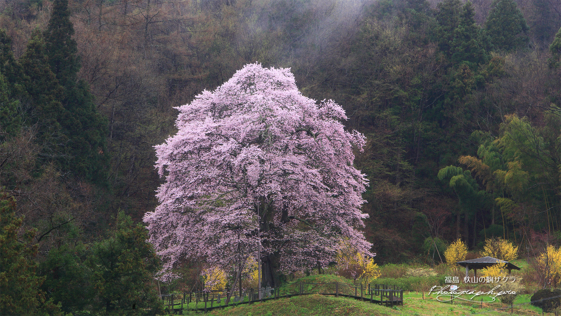 小長石の駒桜