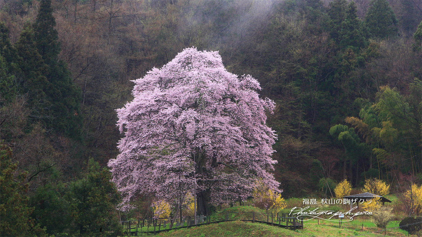 小長石の駒桜 壁紙