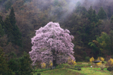 小長石の駒桜