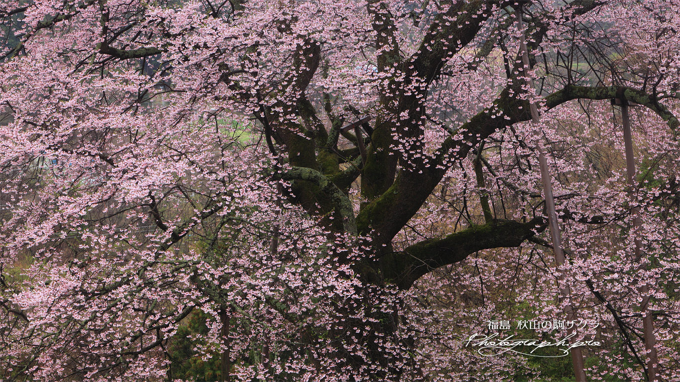 秋山の駒桜 壁紙