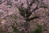 秋山の駒桜