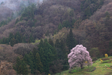 秋山の駒ザクラ
