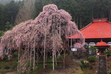 慈徳寺の種蒔き桜