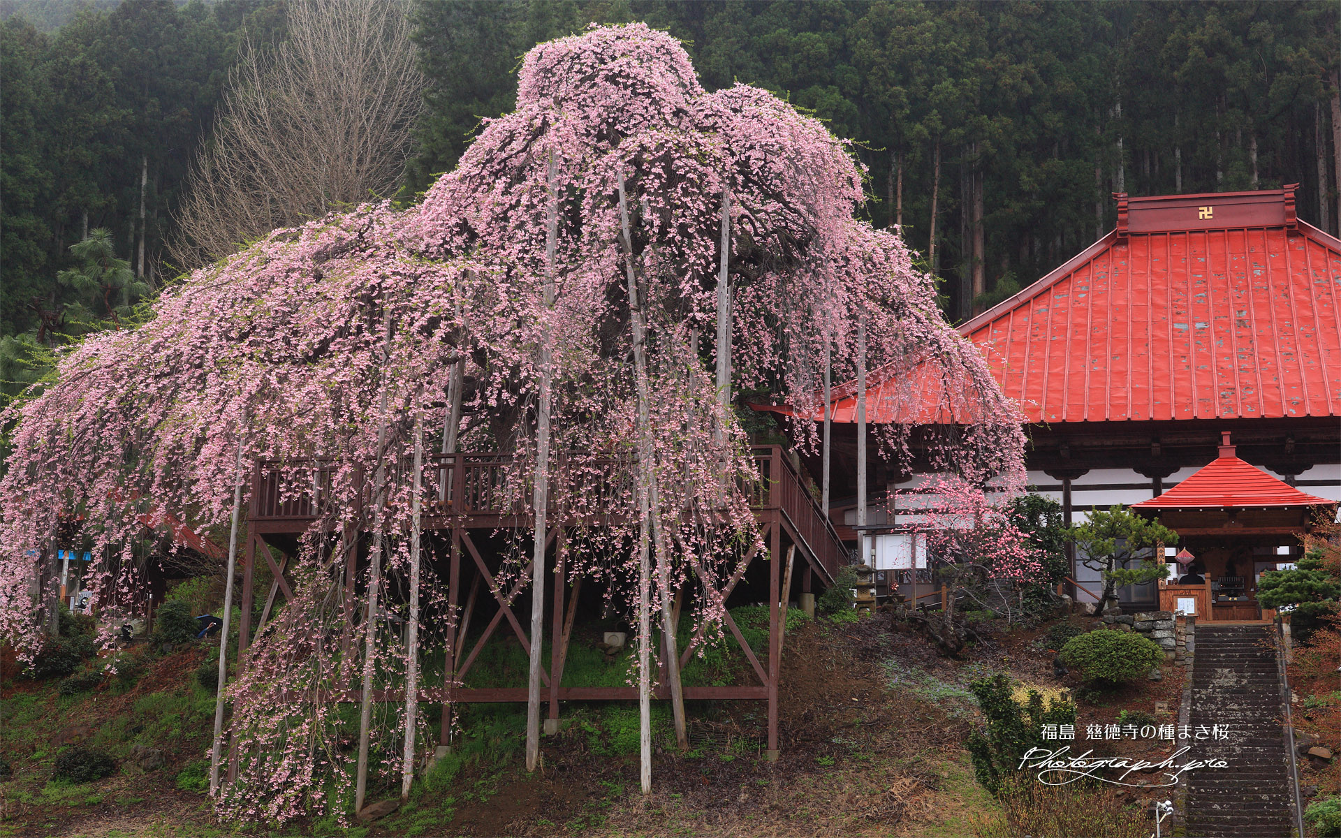 慈徳寺の種蒔き桜