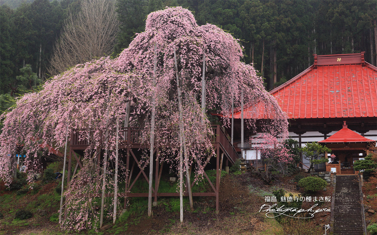 慈徳寺の種蒔き桜 壁紙