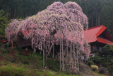 福島市の桜