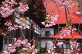 慈徳寺の種蒔桜