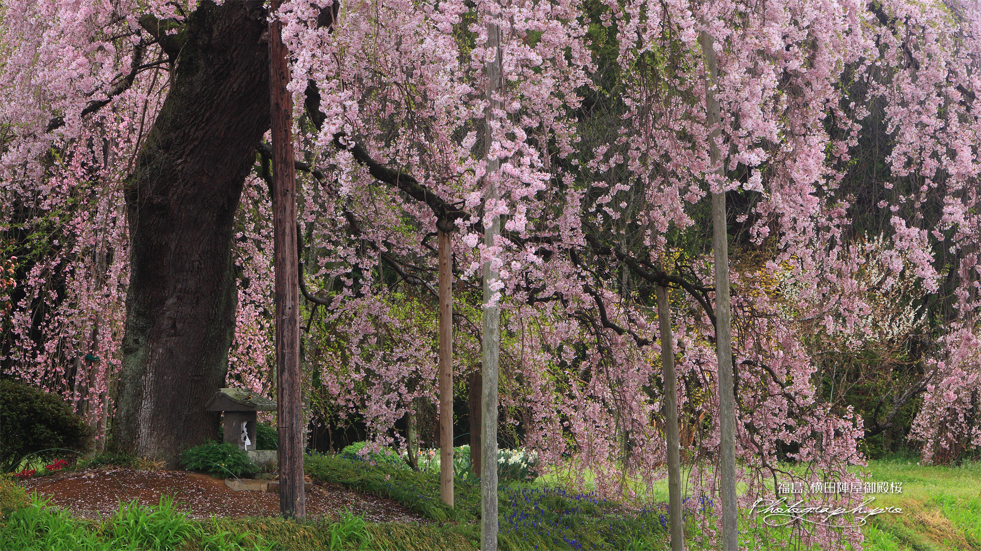 横田陣屋御殿桜