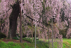 横田陣屋御殿桜
