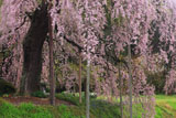 横田陣屋御殿桜
