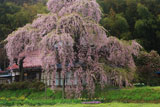 横田陣屋御殿桜 陣屋跡