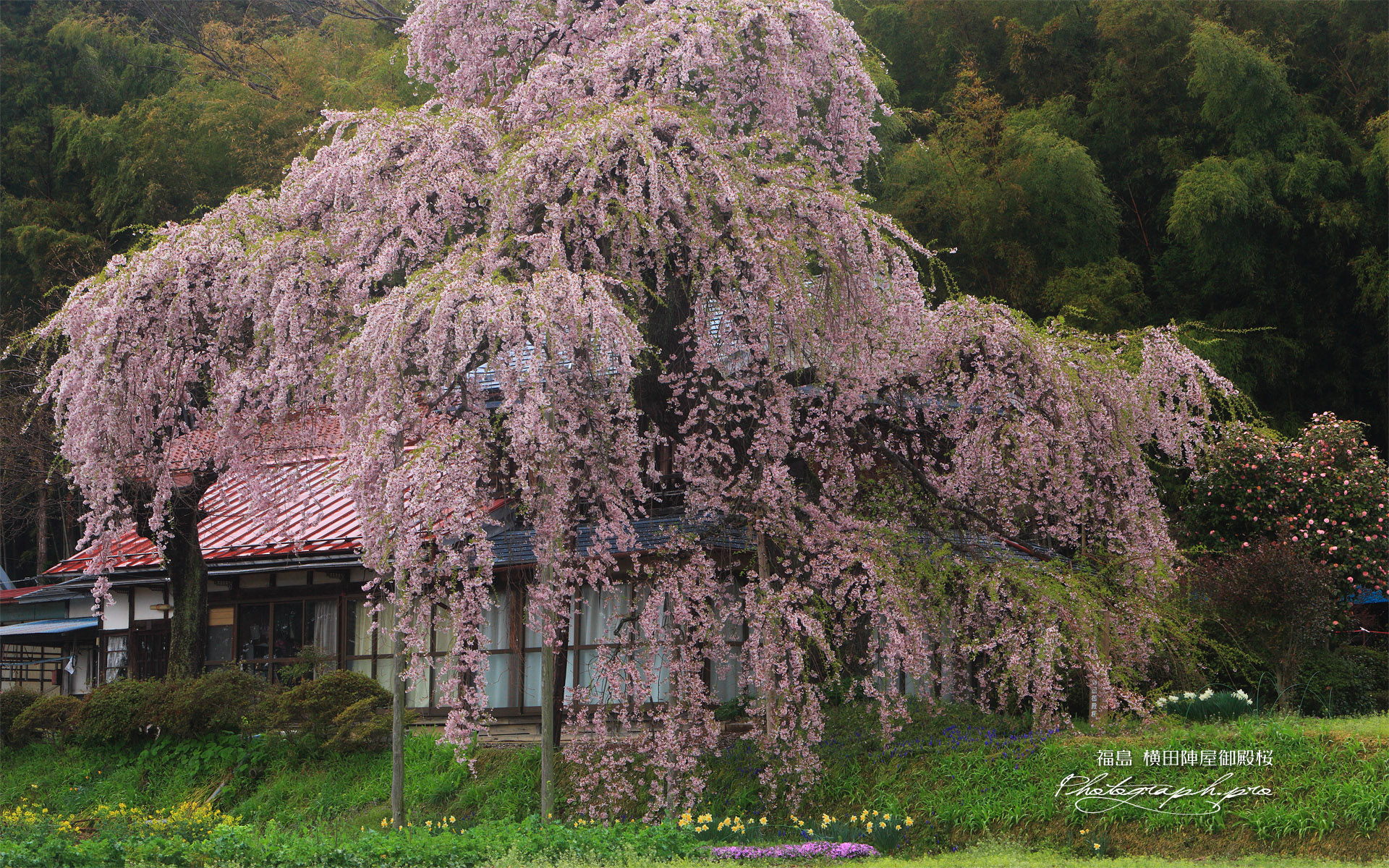 横田陣屋御殿桜 陣屋跡