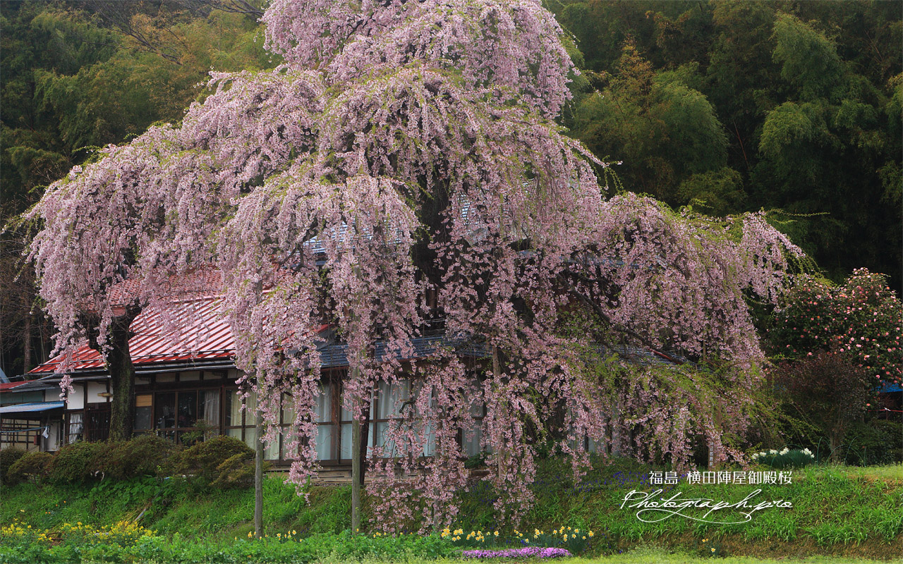 横田陣屋御殿桜 陣屋跡 壁紙