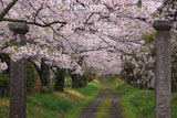 護真寺のサクラ 参道の桜並木