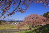 中島の地蔵桜