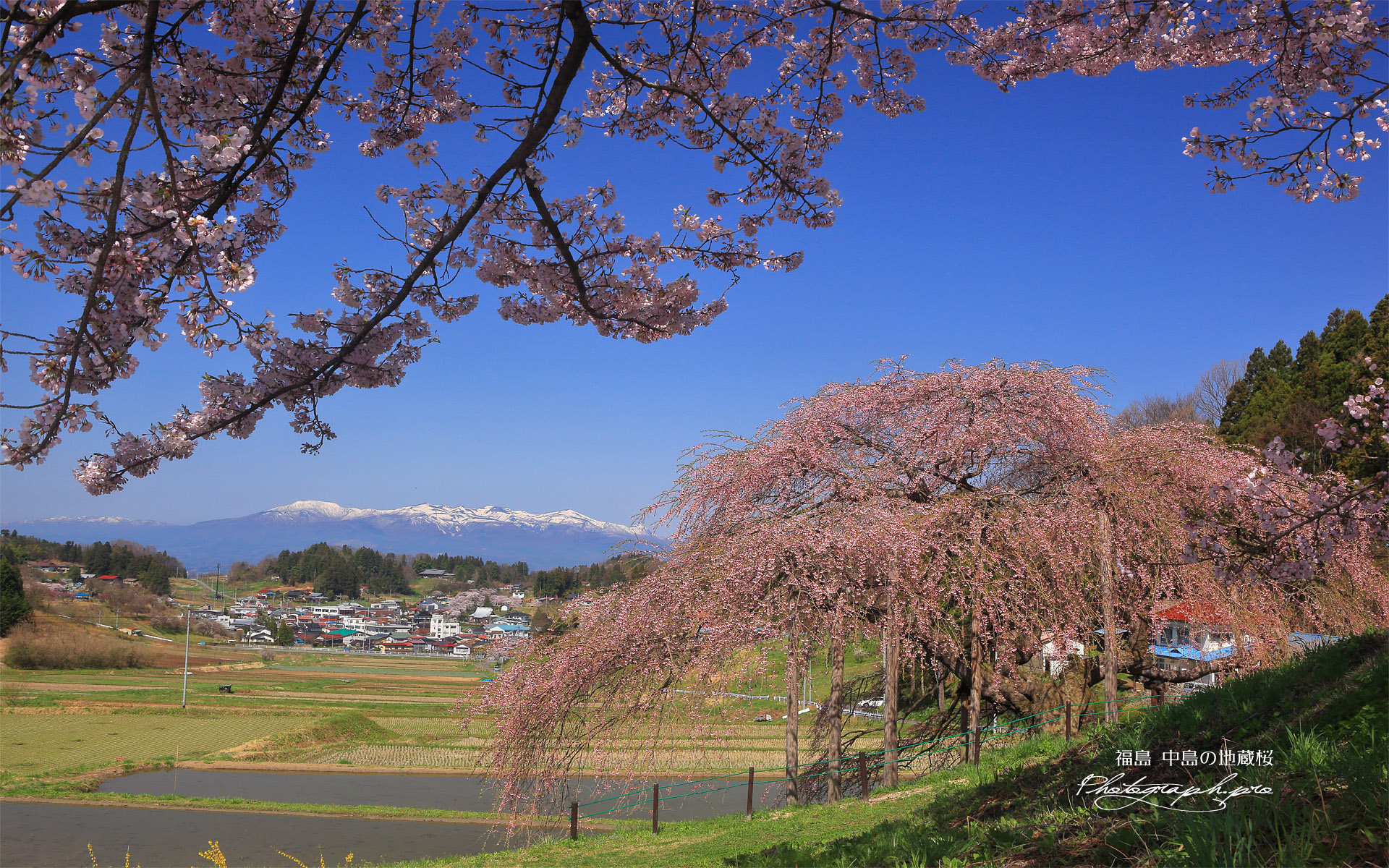 中島の地蔵桜