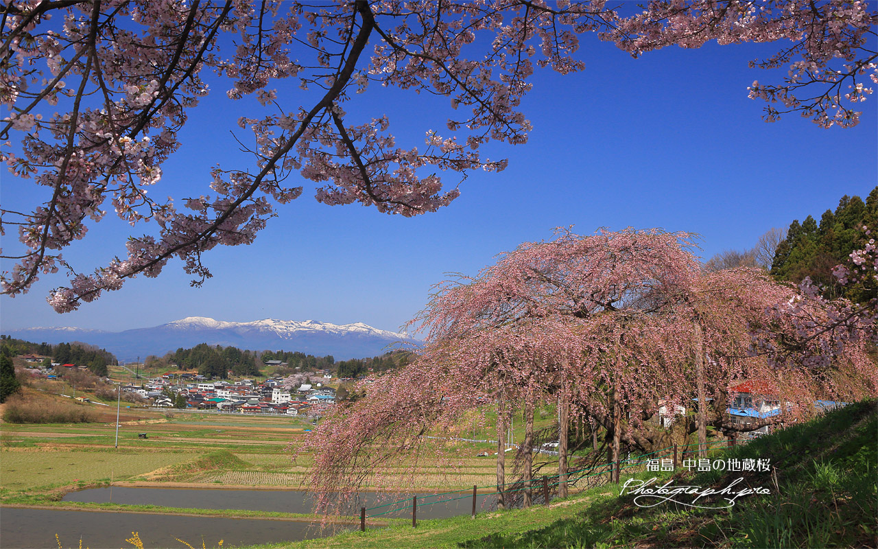 中島の地蔵桜 壁紙