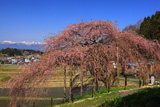 中島の地蔵桜