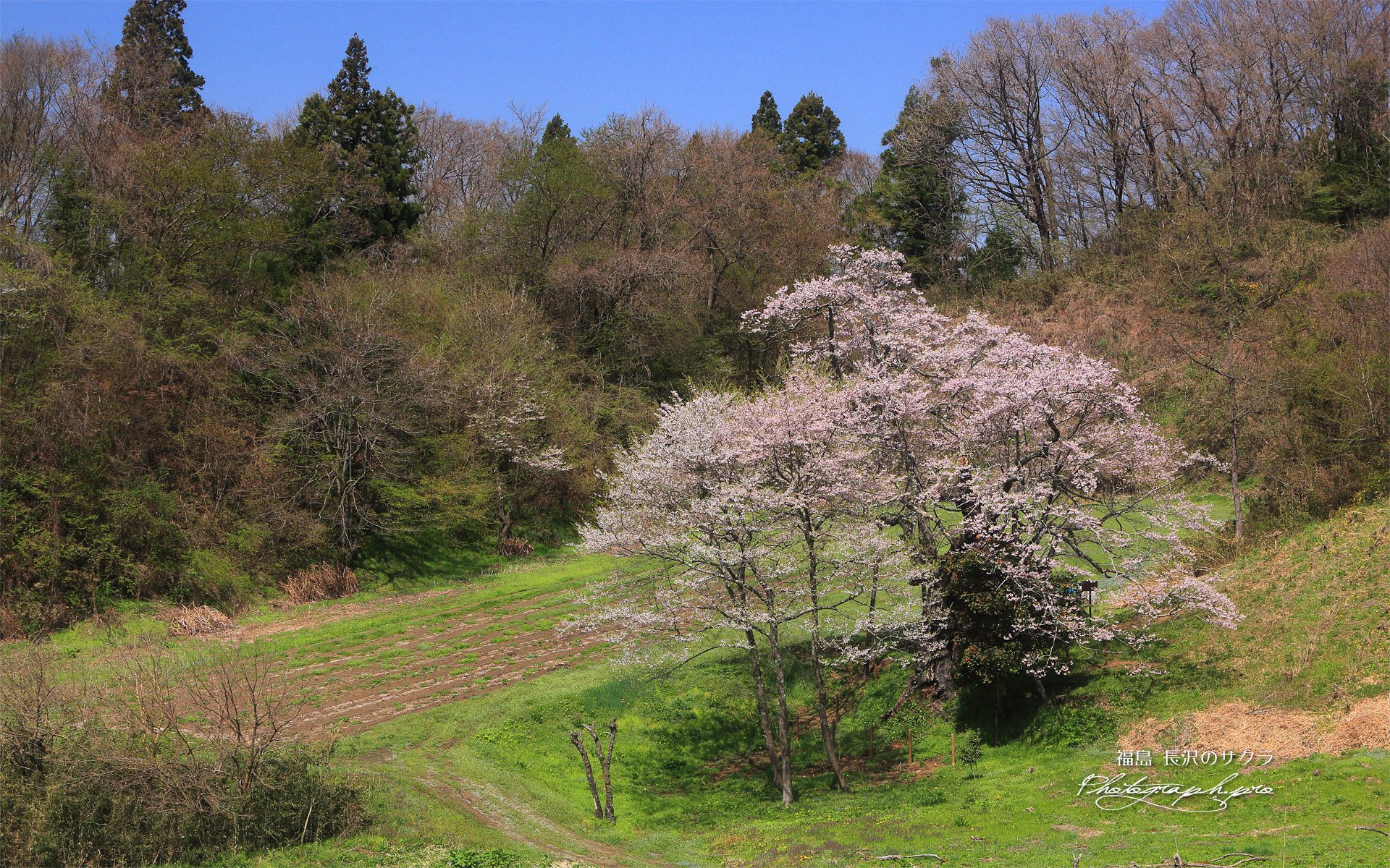 長沢のサクラ