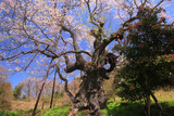長沢のサクラ