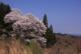 祭田のサクラ