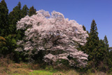 箱石の追猪のサクラ