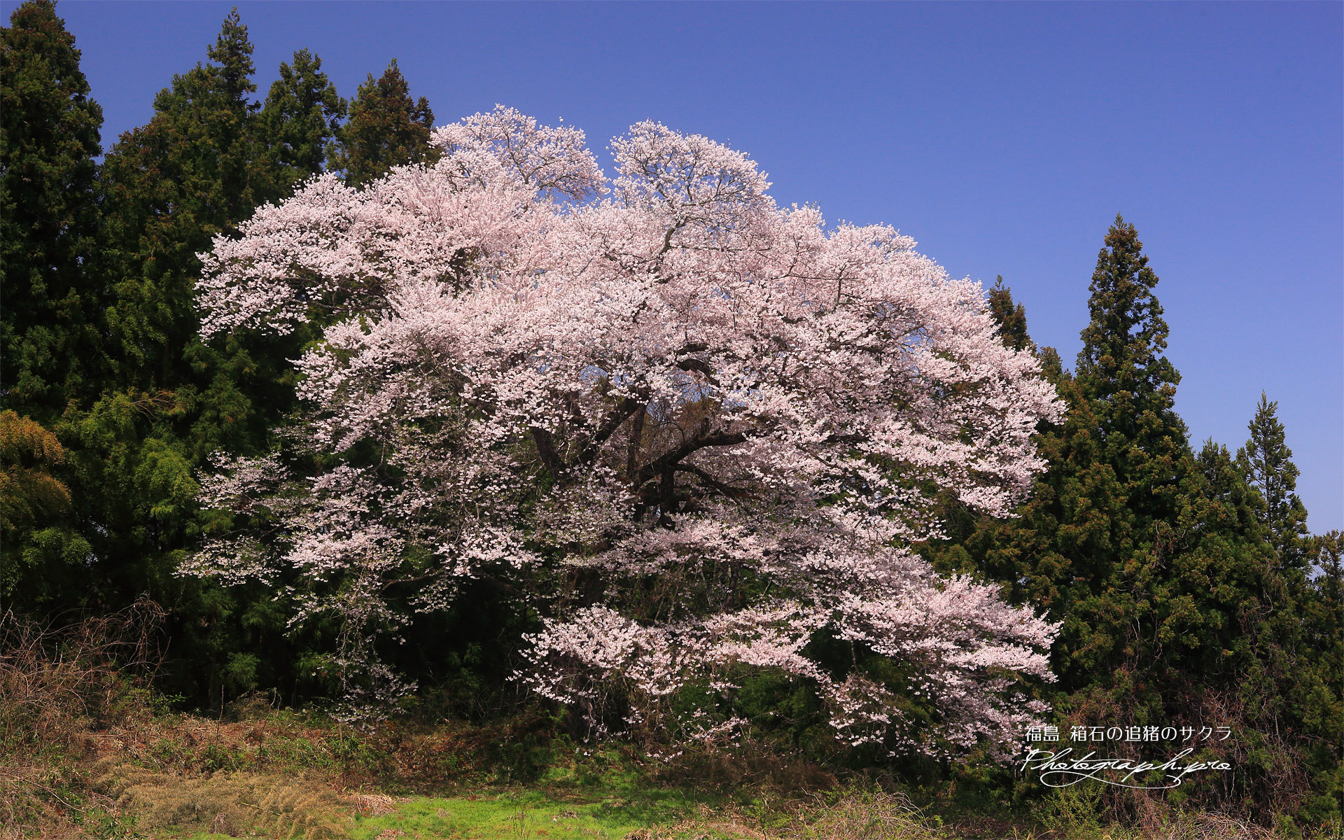 箱石の追猪のサクラ