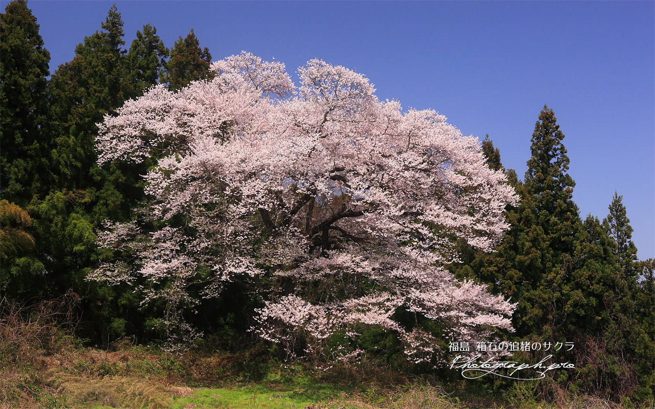 箱石の追猪のサクラ 壁紙