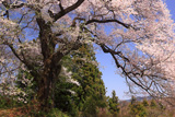 箱石の追猪のサクラ