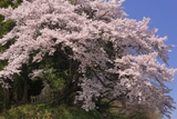 鈴の石の桜