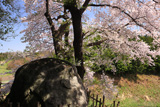 鈴の石の桜