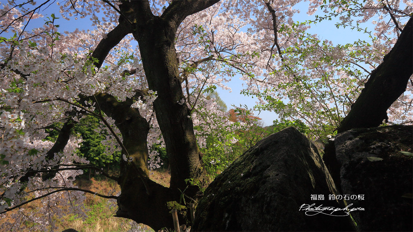 鈴の石の桜 壁紙