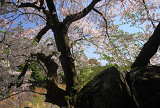 鈴の石の桜