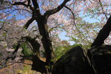 諏訪山のサクラ