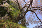 鈴の石の桜